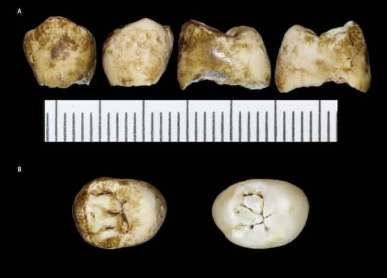 Gli Stili Di Vita Dei Nostri Antenati Scoperti Grazie Al Tartaro ...